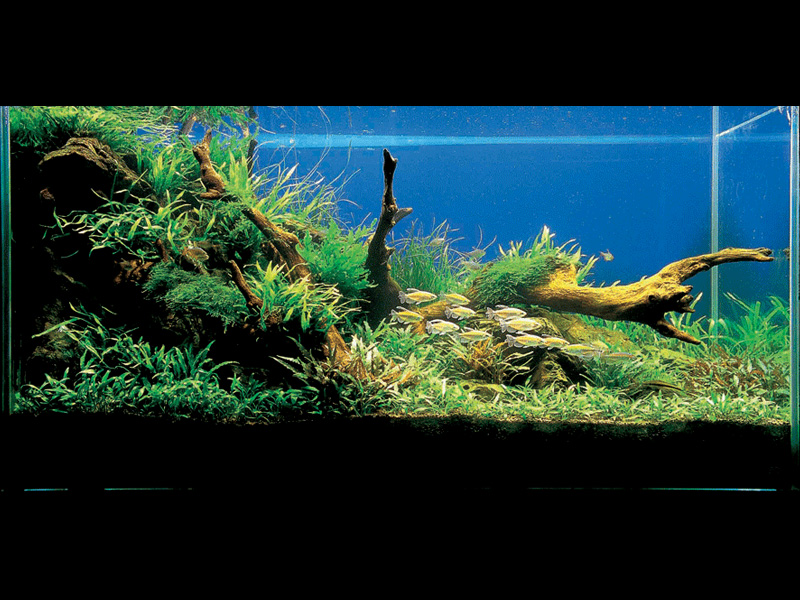  (Nature Aquarium). Takashi Amano ( )