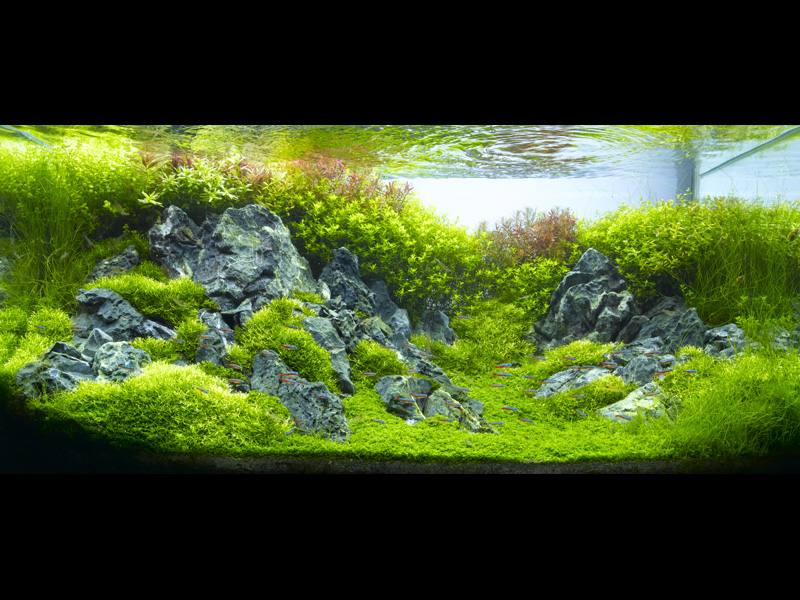   (Nature Aquarium). Takashi Amano ( )