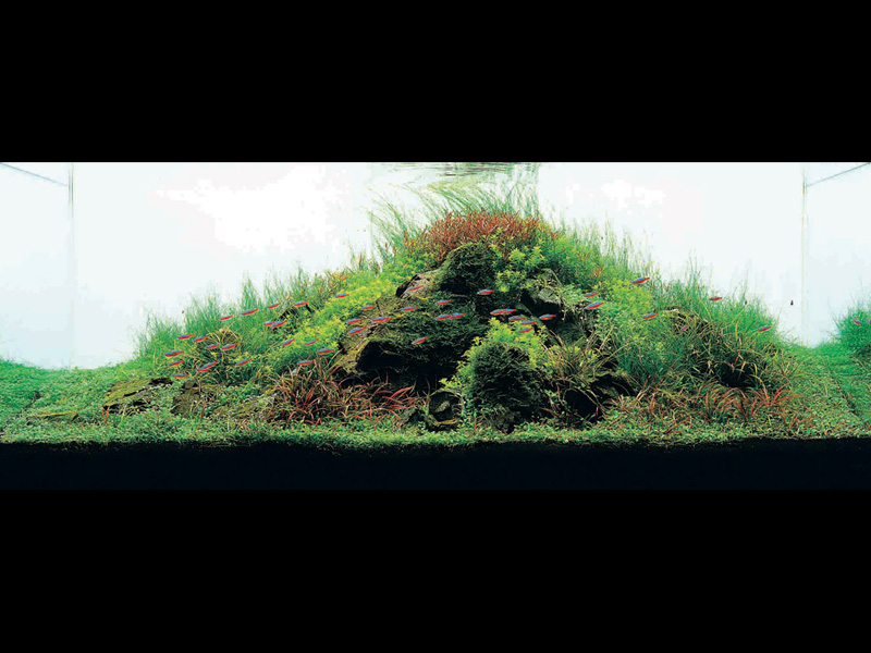 «Природный Аквариум» (Nature Aquarium). Takashi Amano (Такаси Амано) «Природный Аквариум» (Nature Aquarium). Takashi Amano (Такаси Амано)