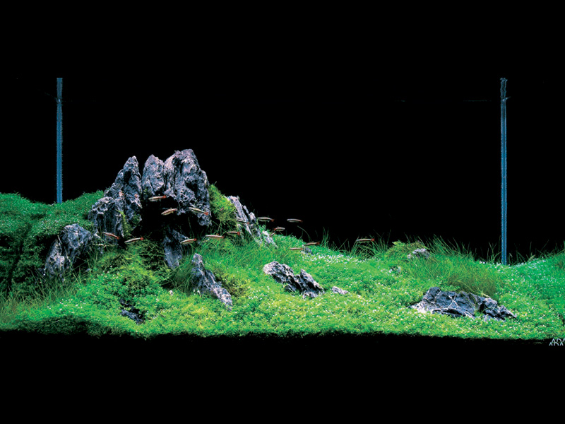 «Природный Аквариум» (Nature Aquarium). Takashi Amano (Такаси Амано) «Природный Аквариум» (Nature Aquarium). Takashi Amano (Такаси Амано)