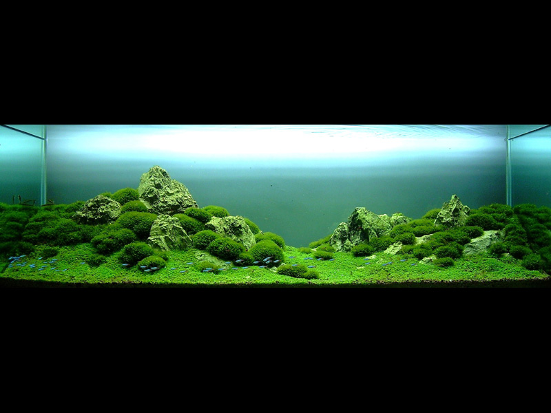   (Nature Aquarium). Takashi Amano ( )