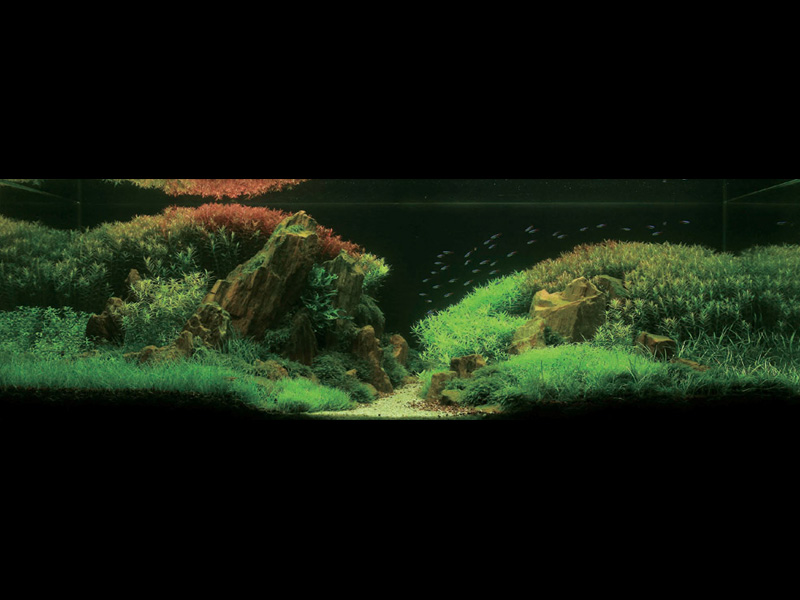   (Nature Aquarium). Takashi Amano ( )
