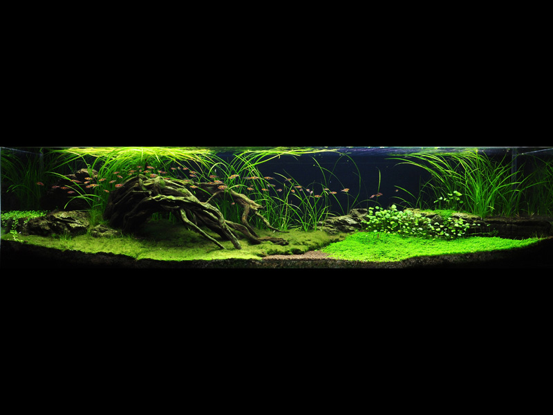   (Nature Aquarium). Takashi Amano ( )