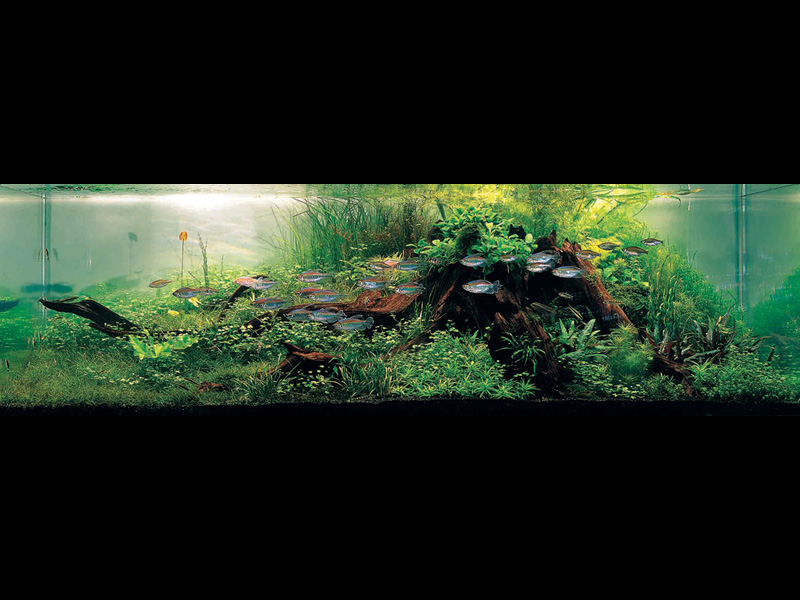   (Nature Aquarium). Takashi Amano ( )