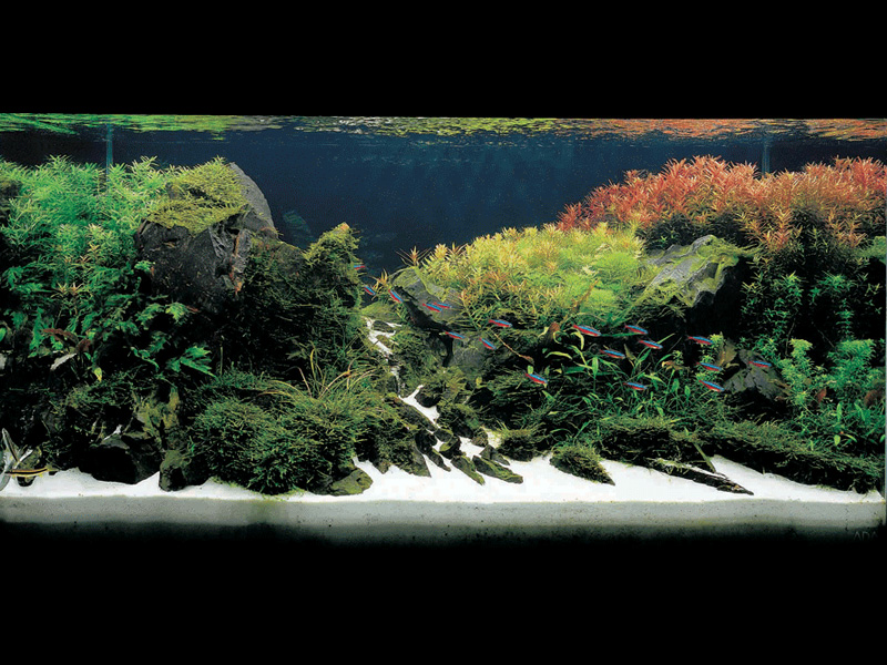   (Nature Aquarium). Takashi Amano ( )