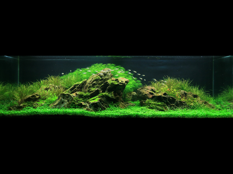  (Nature Aquarium). Takashi Amano ( )