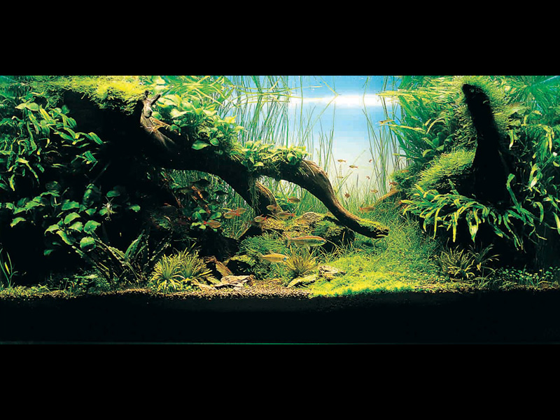   (Nature Aquarium). Takashi Amano ( )