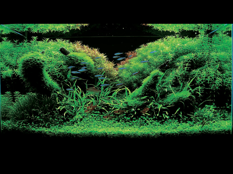   (Nature Aquarium). Takashi Amano ( )