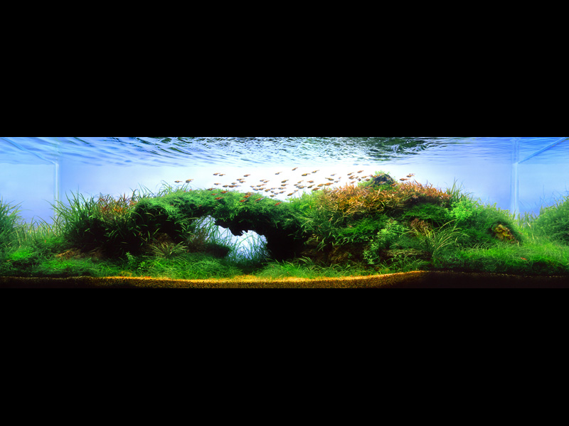   (Nature Aquarium). Takashi Amano ( )
