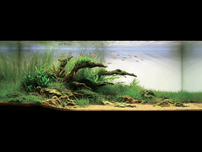   (Nature Aquarium). Takashi Amano ( )