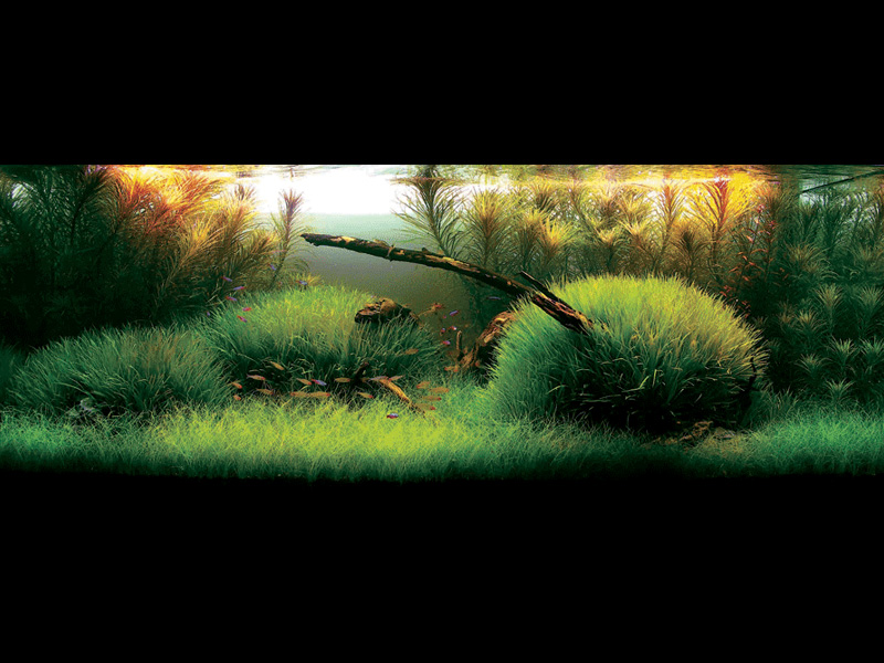   (Nature Aquarium). Takashi Amano ( )