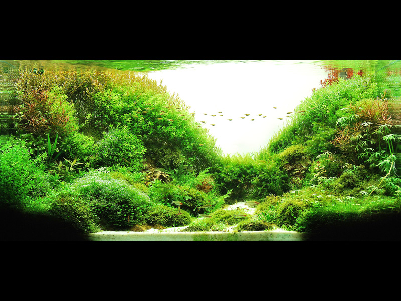   (Nature Aquarium). Takashi Amano ( )