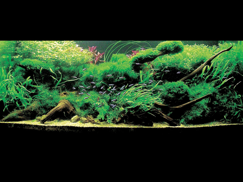   (Nature Aquarium). Takashi Amano ( )