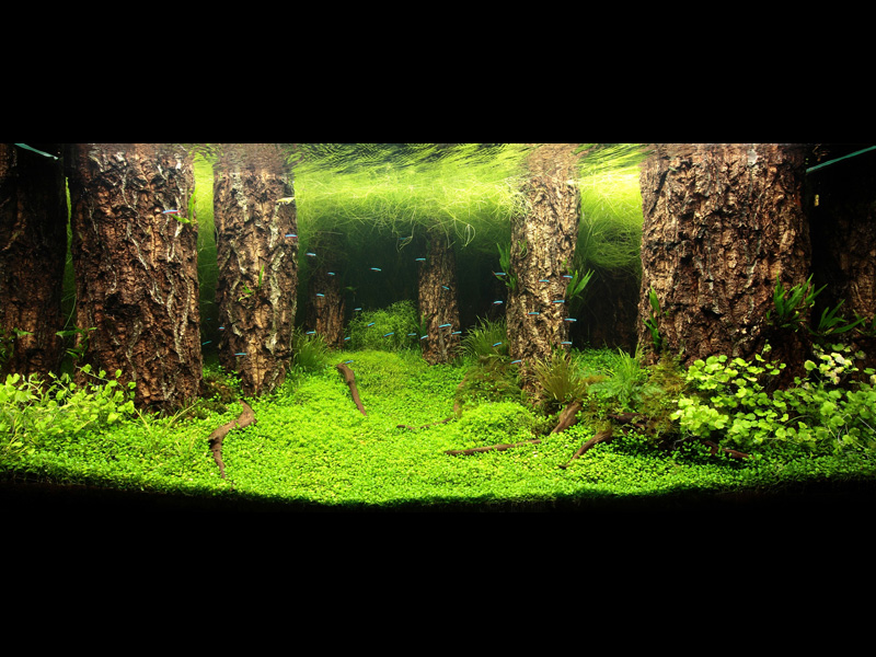   (Nature Aquarium). Takashi Amano ( )