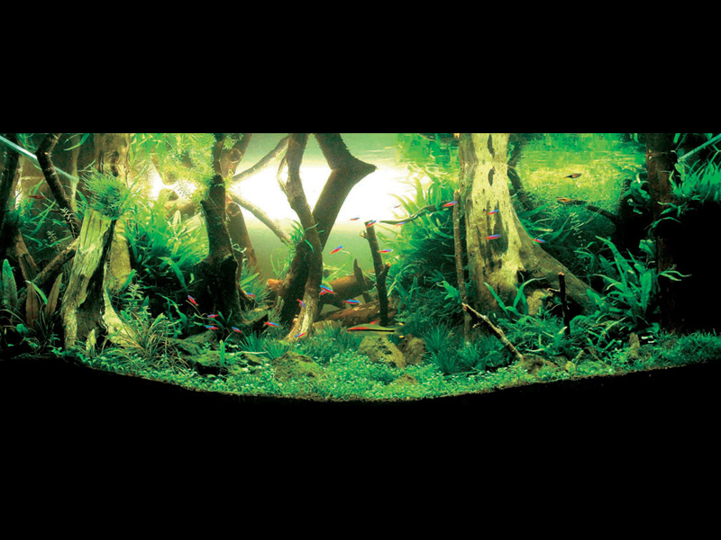   (Nature Aquarium). Takashi Amano ( )