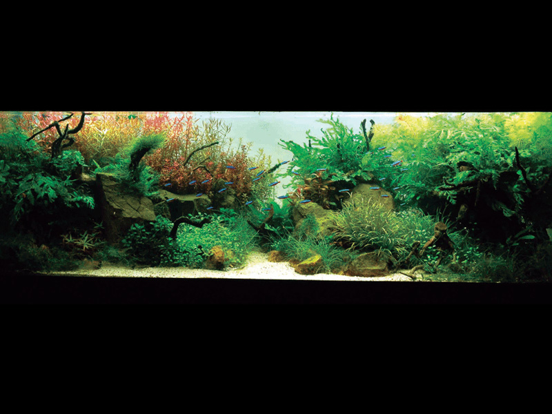   (Nature Aquarium). Takashi Amano ( )