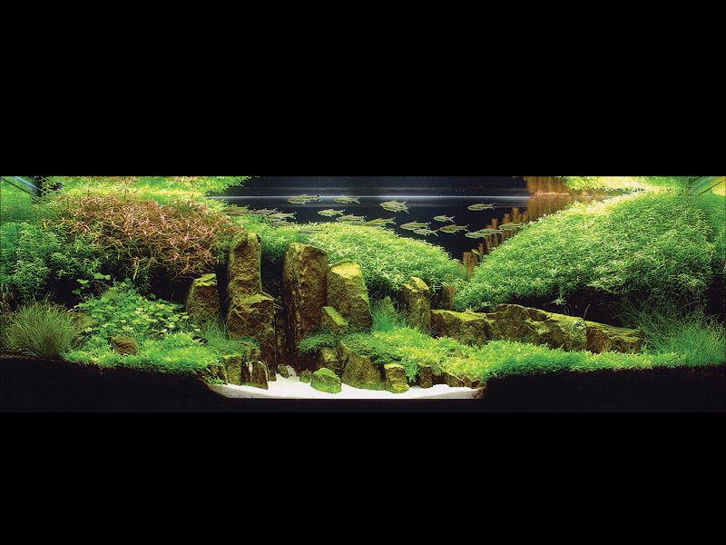   (Nature Aquarium). Takashi Amano ( )