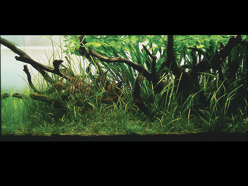   (Nature Aquarium). Takashi Amano ( )