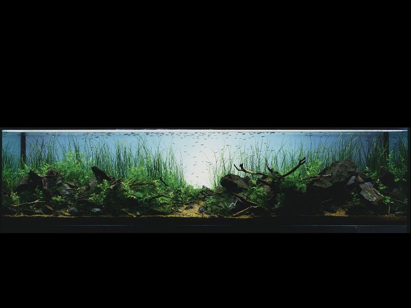   (Nature Aquarium). Takashi Amano ( )