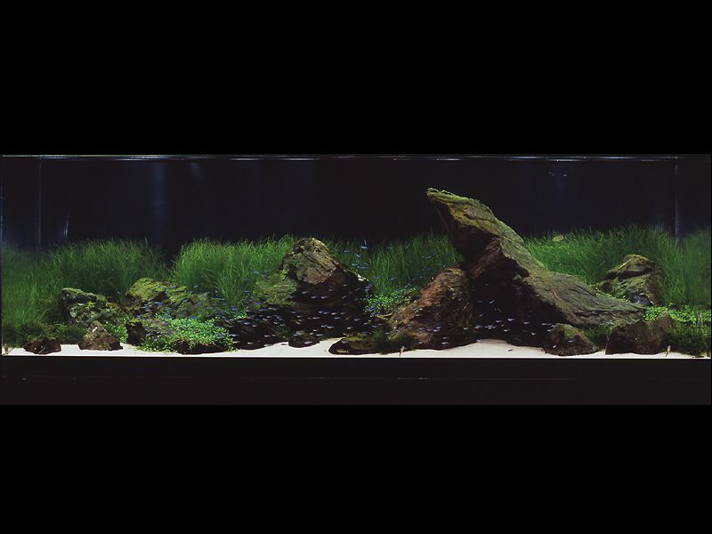   (Nature Aquarium). Takashi Amano ( )