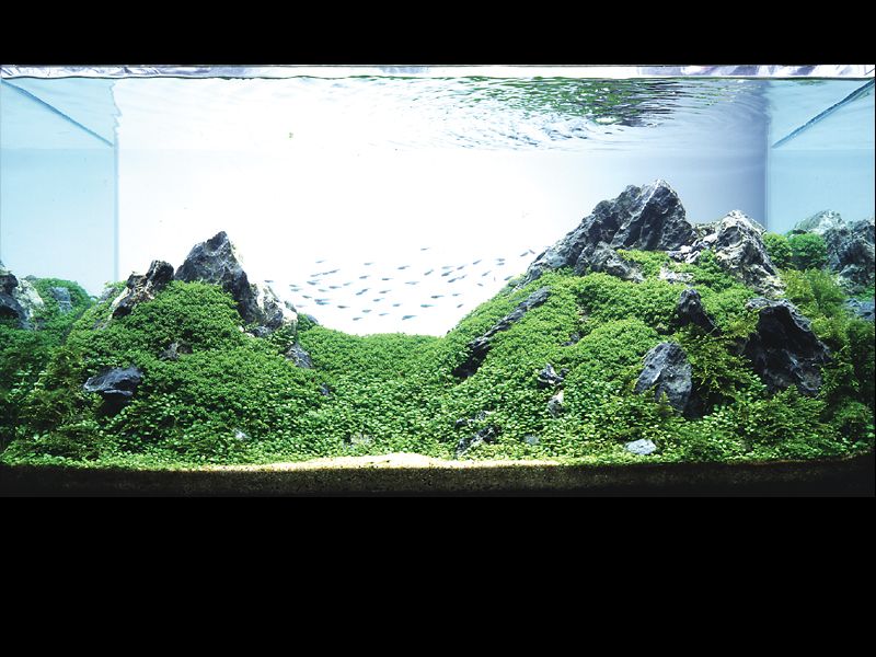   (Nature Aquarium). Takashi Amano ( )