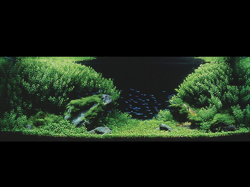   (Nature Aquarium). Takashi Amano ( )
