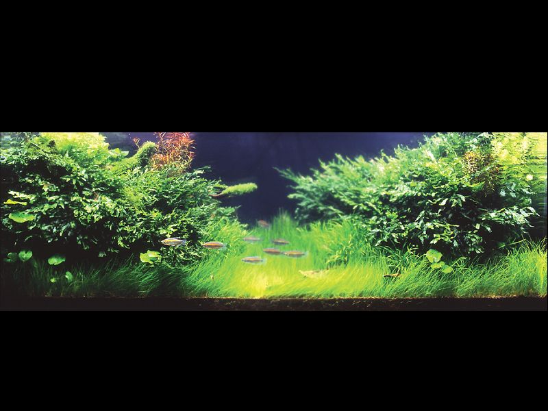   (Nature Aquarium). Takashi Amano ( )