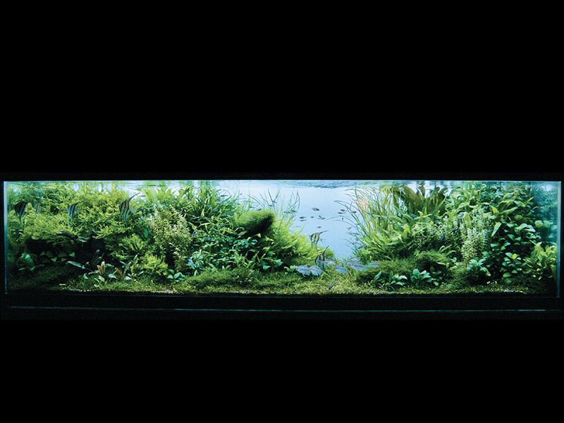   (Nature Aquarium). Takashi Amano ( )