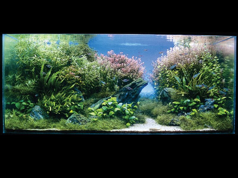   (Nature Aquarium). Takashi Amano ( )