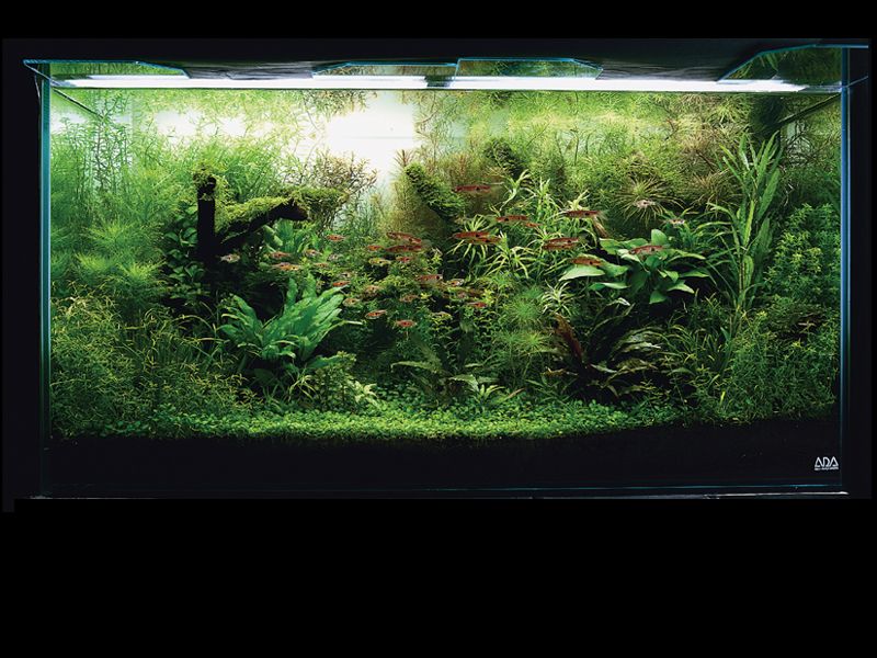   (Nature Aquarium). Takashi Amano ( )