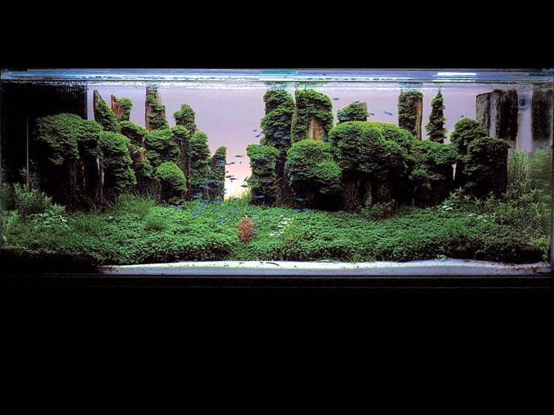   (Nature Aquarium). Takashi Amano ( )