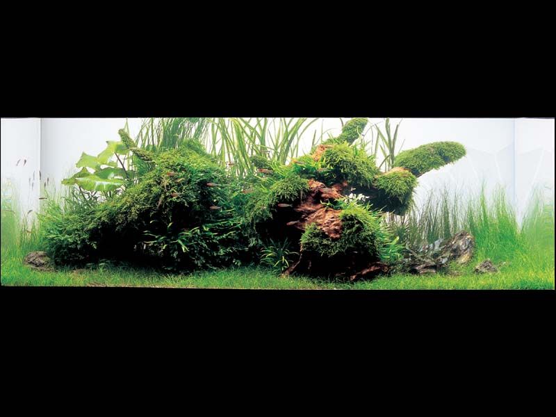   (Nature Aquarium). Takashi Amano ( )