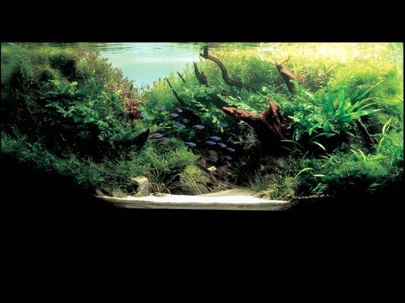   (Nature Aquarium). Takashi Amano ( )