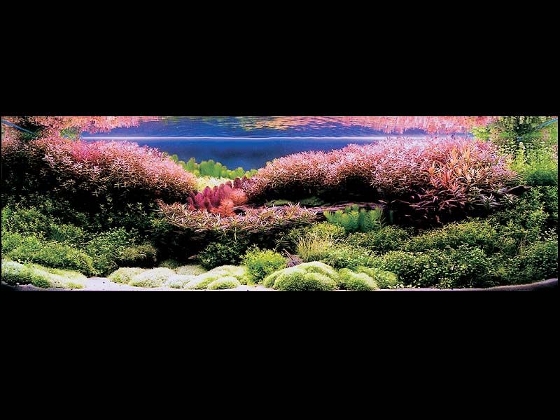   (Nature Aquarium). Takashi Amano ( )