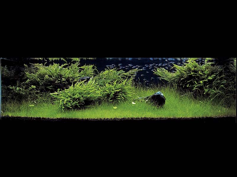   (Nature Aquarium). Takashi Amano ( )