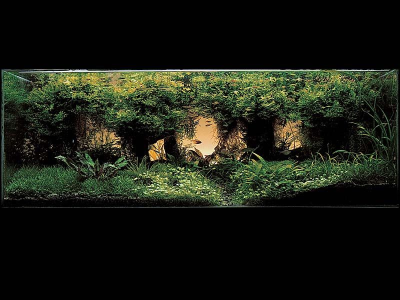   (Nature Aquarium). Takashi Amano ( )