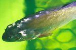 (Apiosoma, Glossatella, Heteropolaria colisarum)