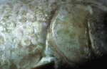  (Argulus foliaceus)