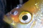  (Ectoparasite)