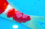  Koi / KHV/ Koi  / Carp epitheliom