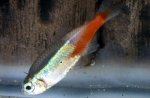  ,   (Plistiphora hyphessobryconis)