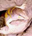  (Scincus scincus)