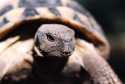 Testudo hermanni