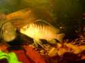 Metriaclima Estherae (B)