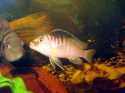 Metriaclima Estherae (B)
