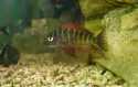 tropheus moorii red rainbow