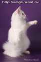   http://angoracat.ru -      ,  .  De Grand Crown (. -)        . e-mail: angoraspb@mail.ru