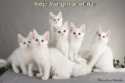    -       4  6 .       http://angoracat.ru