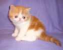Vitas little
