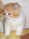 Vitas Little